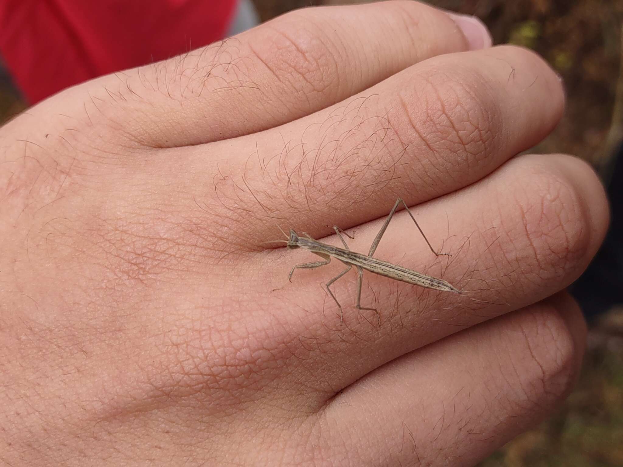 Слика од Yersiniops solitarius (Scudder 1896)