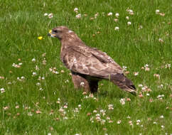 Image of Common Buzzard