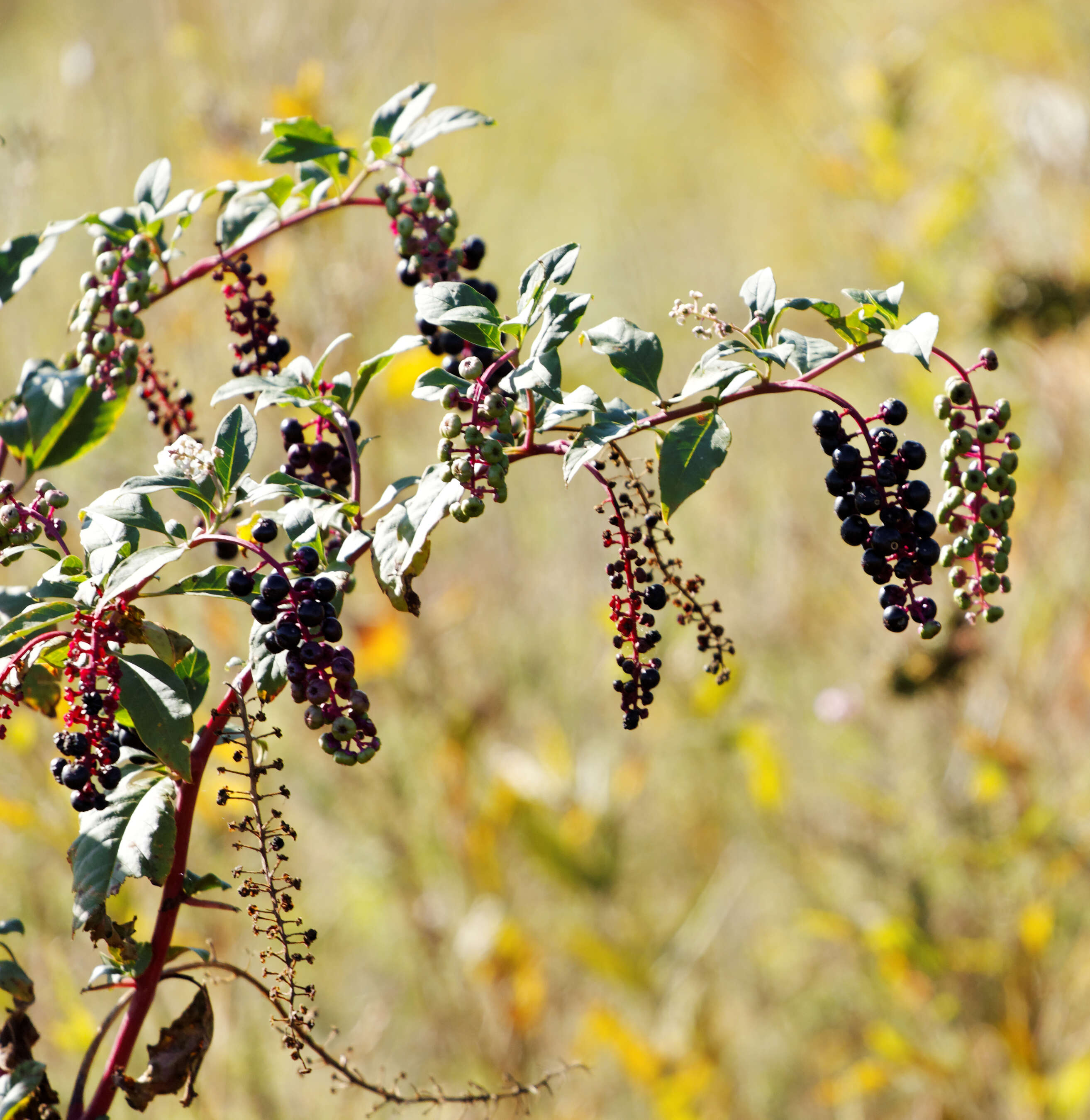 Image of American Nightshade