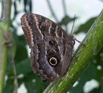 Imagem de Caligo illioneus pampeiro Fruhstorfer 1904