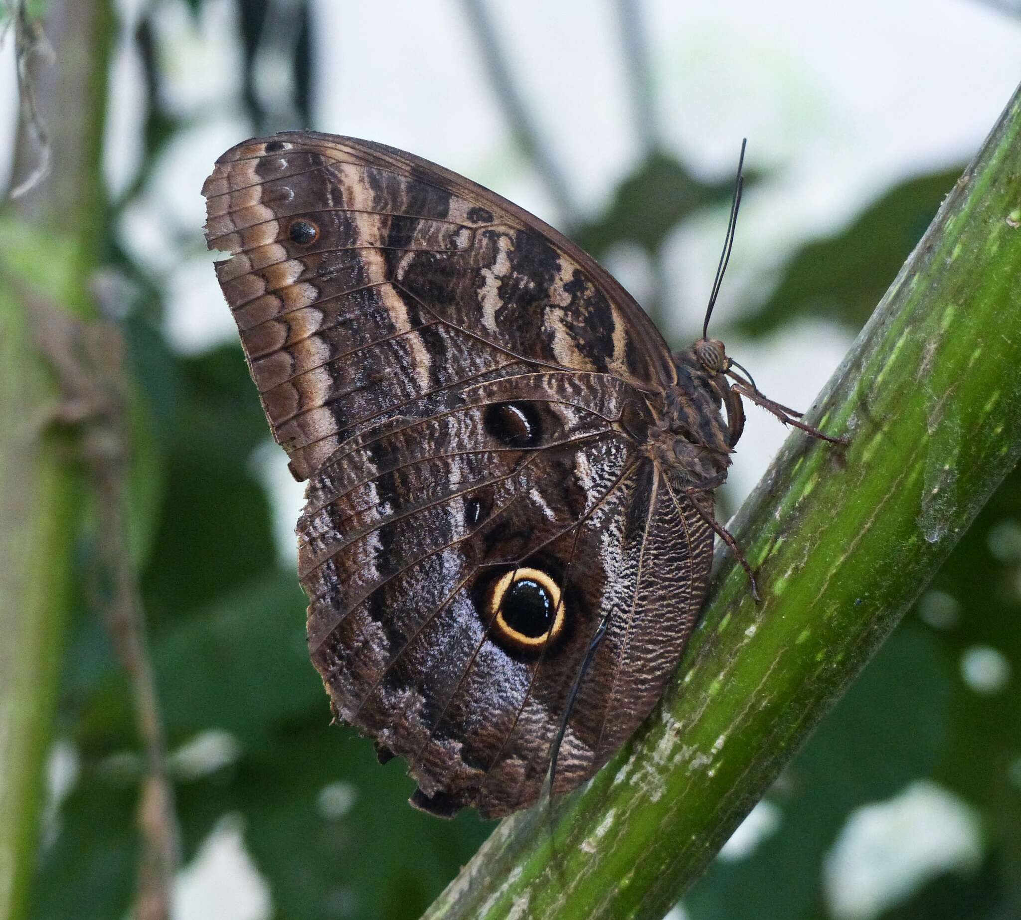 Imagem de Caligo illioneus pampeiro Fruhstorfer 1904