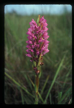 Image of Disa scutellifera A. Rich.