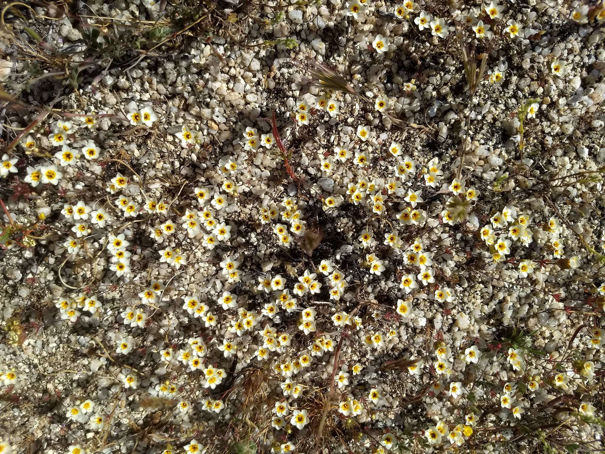 Image of Lemmon's linanthus