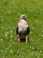 Image of Common Buzzard