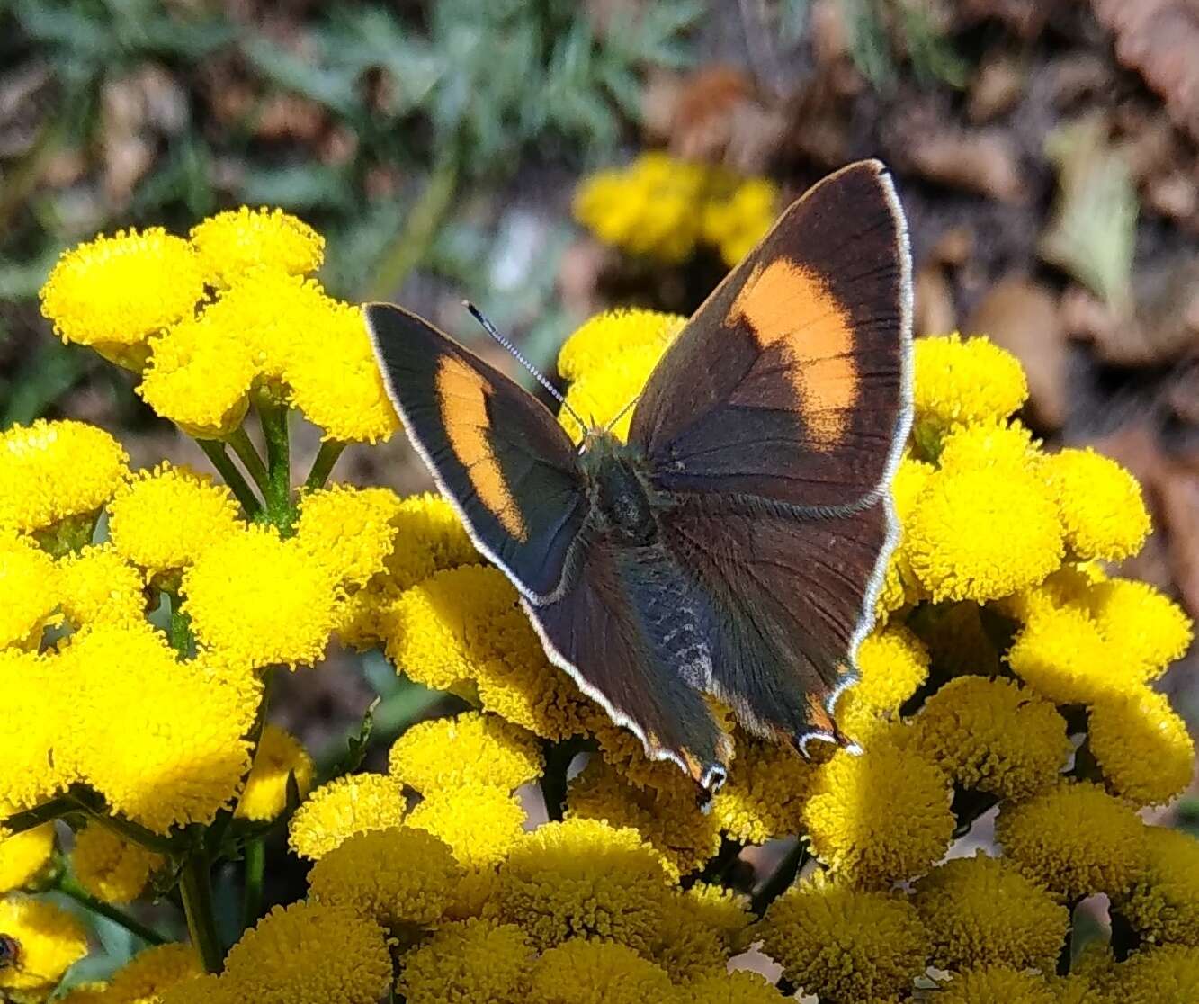 Image of Brown Hairstreak