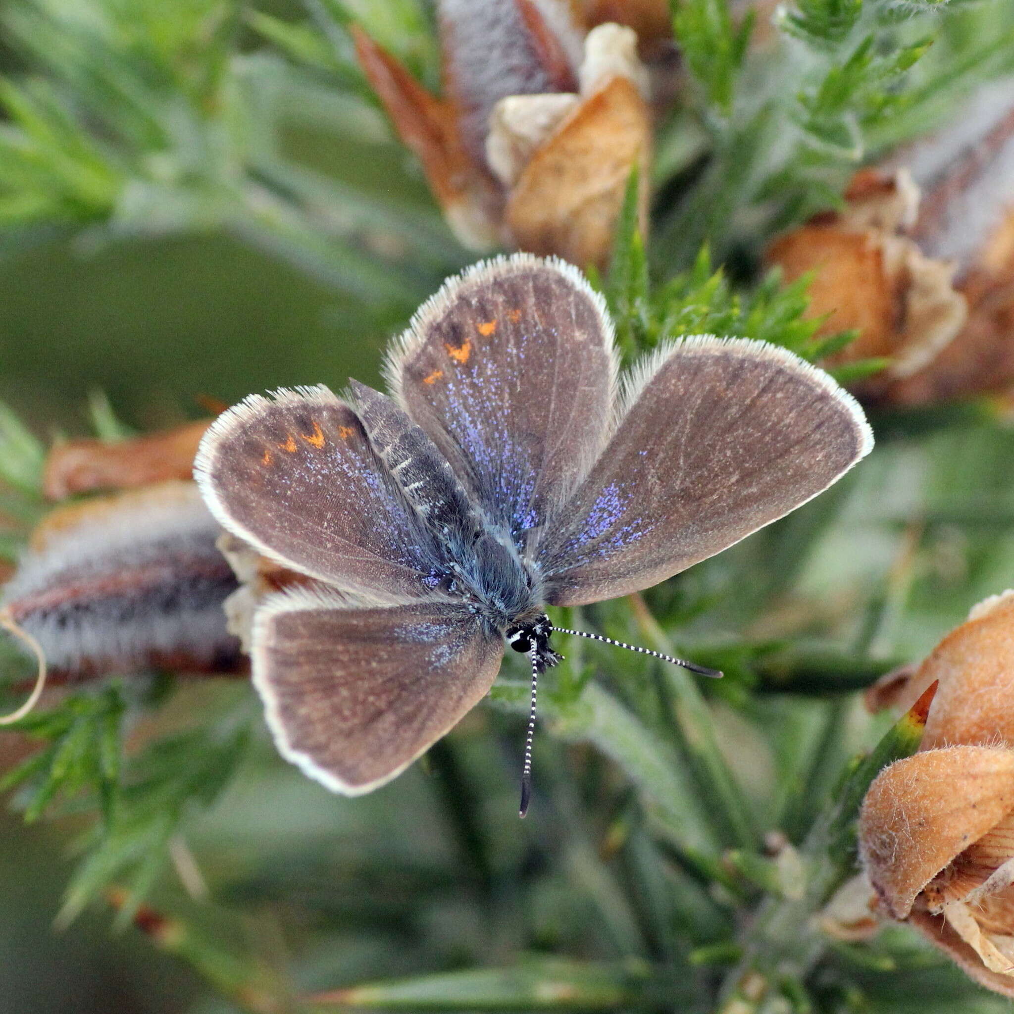 Plancia ëd Plebejus argus (Linnaeus 1758)