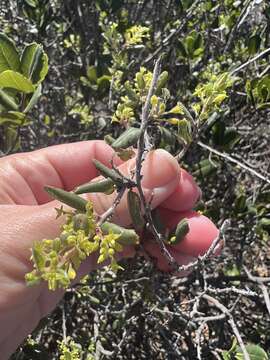 Imagem de Endotropis crocea subsp. pilosa (Trel. ex Curran) Hauenschild