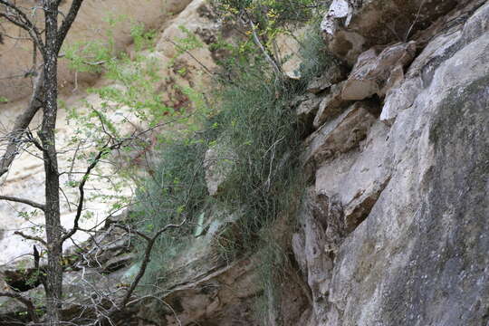 Imagem de Ephedra pedunculata Engelm. ex S. Watson