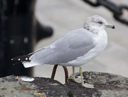 Image of Ring-billed Gull