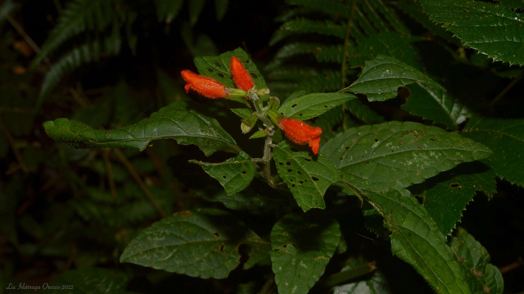 Image of Salvia melissiflora Benth.