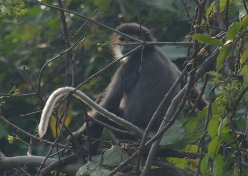 Image of Black-shanked Douc Langur