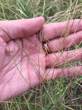 Plancia ëd Muhlenbergia paniculata (Nutt.) P. M. Peterson