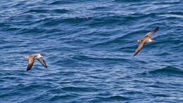 Image of Great Shearwater