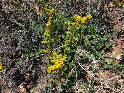 Plancia ëd Solidago hintoniorum G. L. Nesom