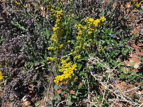 Image of Solidago hintoniorum G. L. Nesom