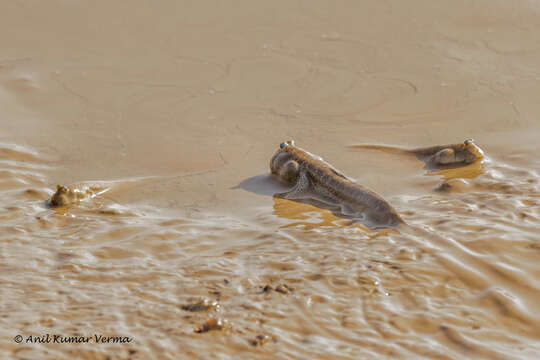 Image of Mud skipper