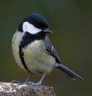 Image of Great Tit