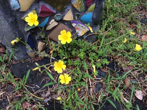 Image of native yellow purslane