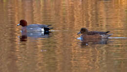 Image of Eurasian Wigeon