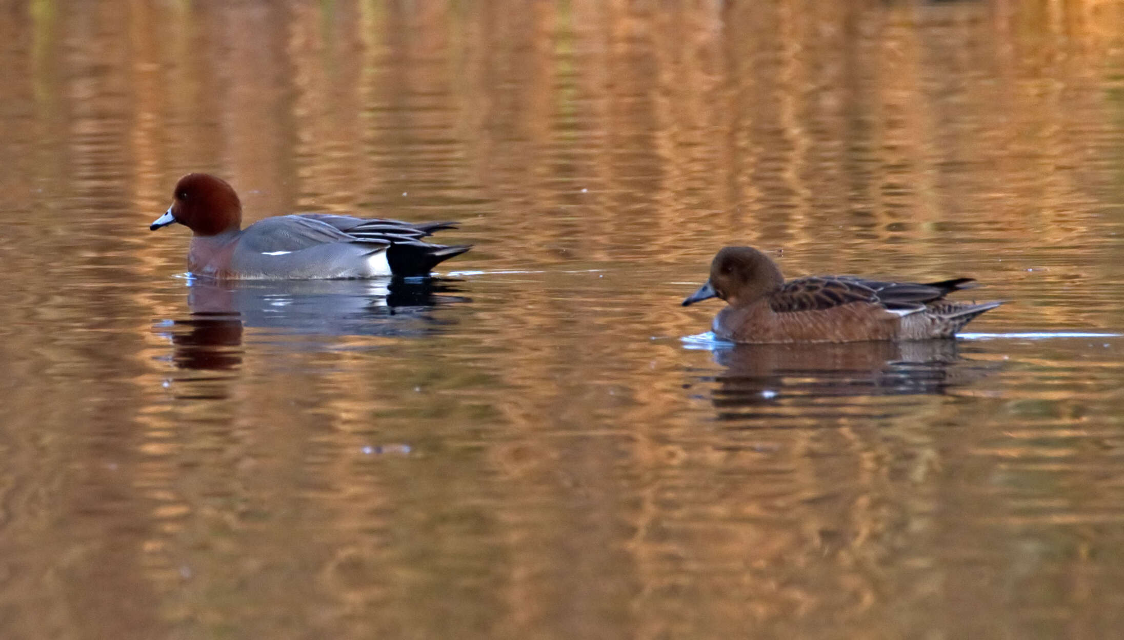 Image of Eurasian Wigeon