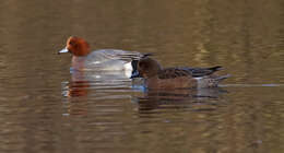 Image of Eurasian Wigeon