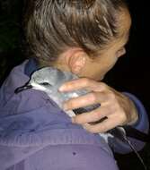 Image of Pycroft's Petrel