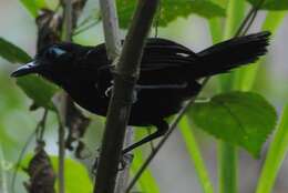 Image of Zeledon's Antbird