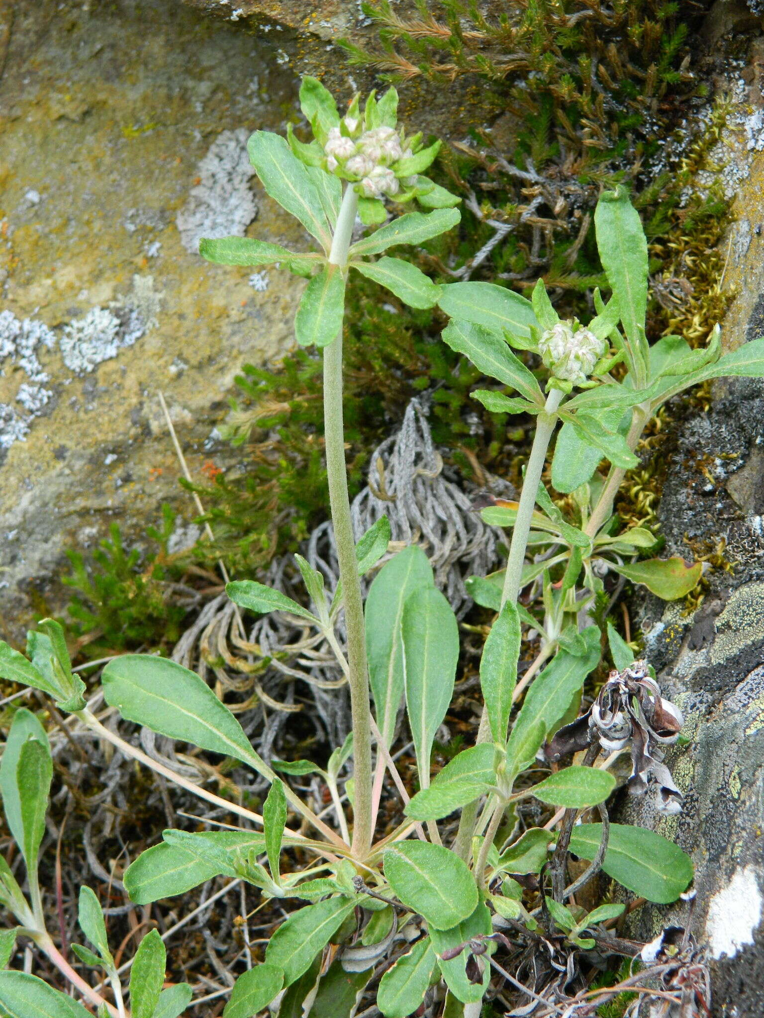 Image of parsnipflower buckwheat
