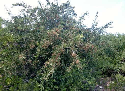 Image of Common Spike Thorn