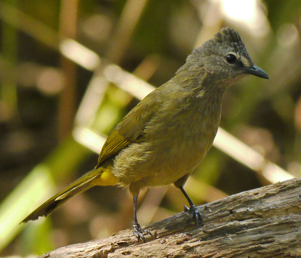 Image of Flavescent Bulbul