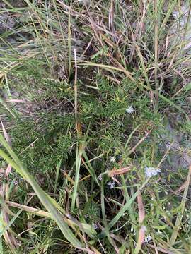 Image of Cumberland false rosemary