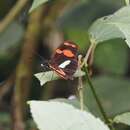 Image de Heliconius telesiphe sotericus Salvin 1871