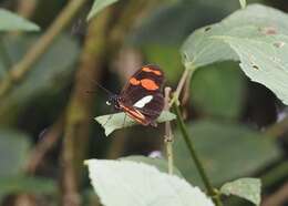 Image of Heliconius telesiphe sotericus Salvin 1871