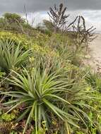 Image of Dyckia encholirioides (Gaudich.) Mez