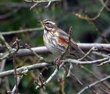 Image of Redwing