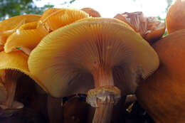 Image of Armillaria luteobubalina Watling & Kile 1978