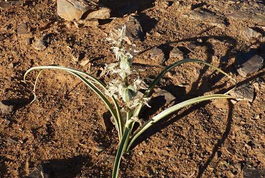 Image of Albuca amoena (Batt.) J. C. Manning & Goldblatt