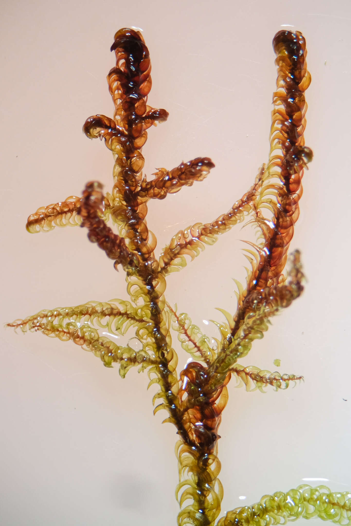 Image of Intermediate Hook-moss