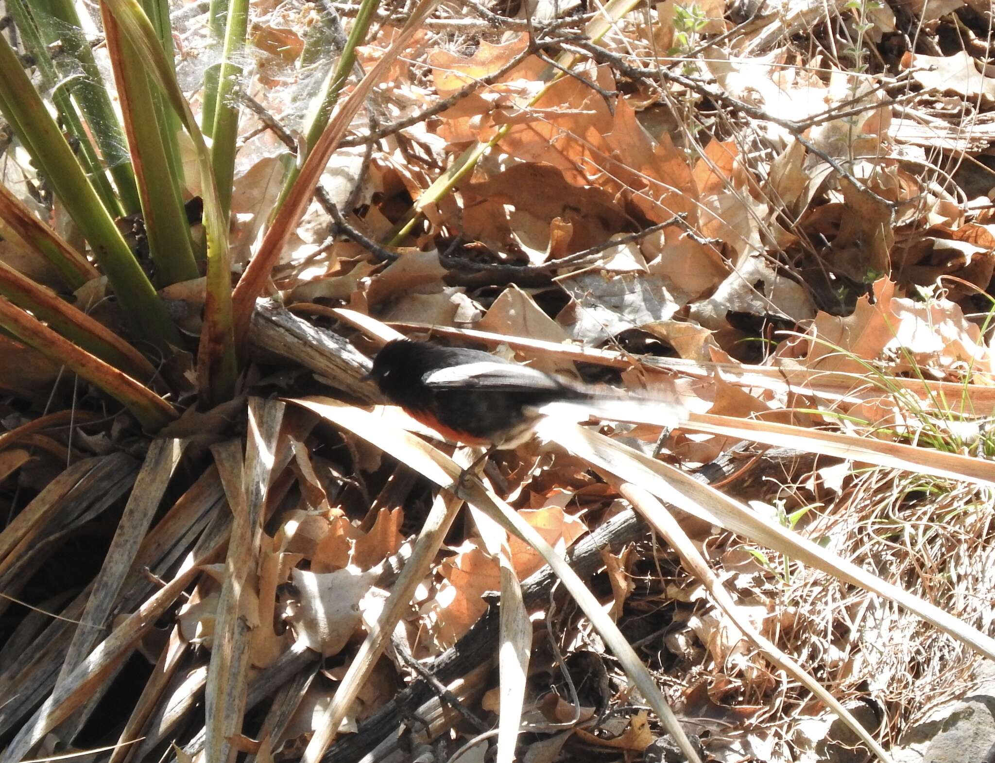 Image of Painted Redstart