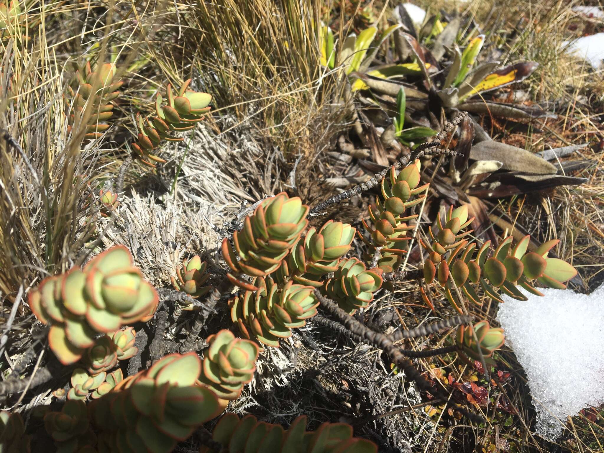 Image of Veronica pinguifolia Hook. fil.