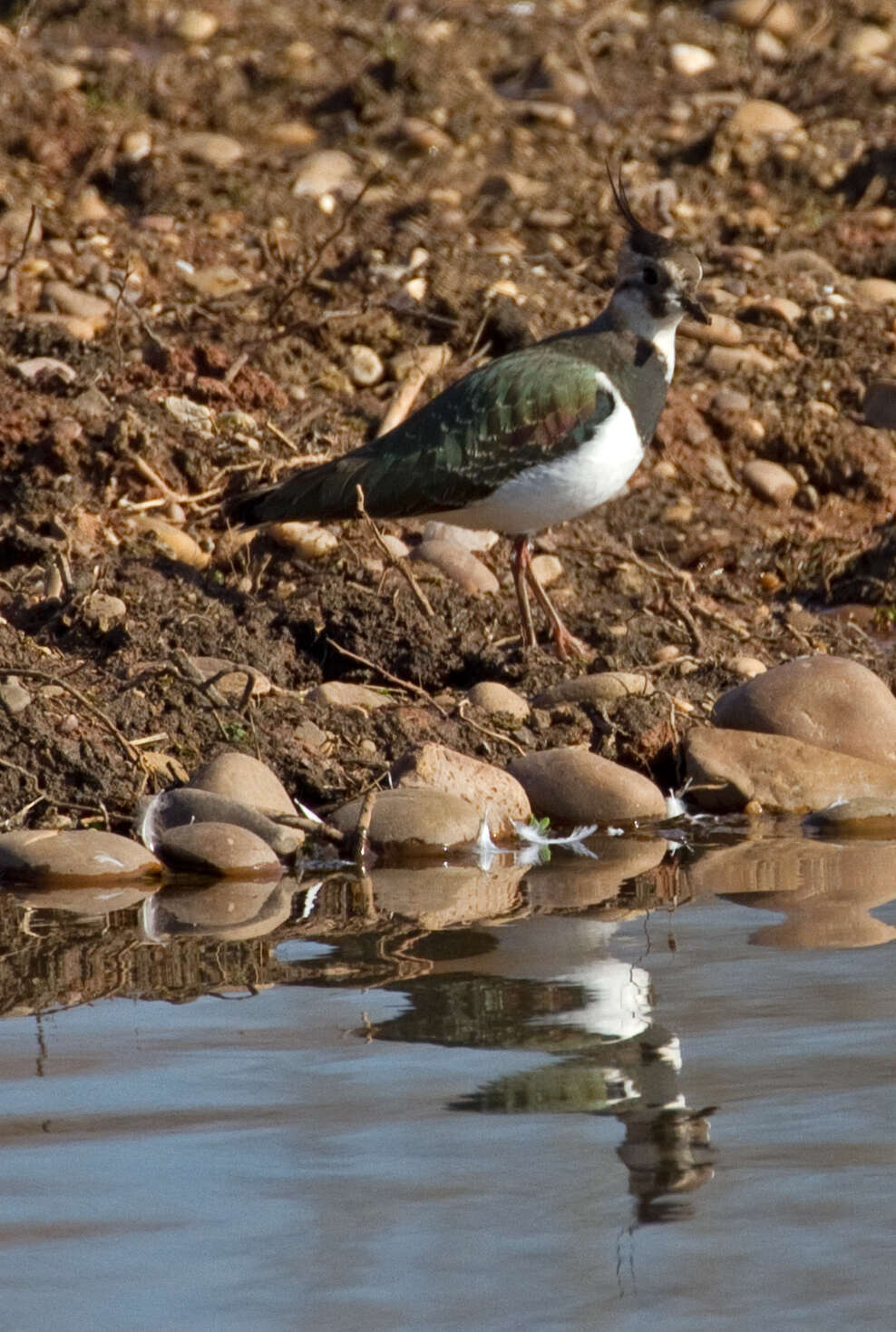 Image of Lapwing