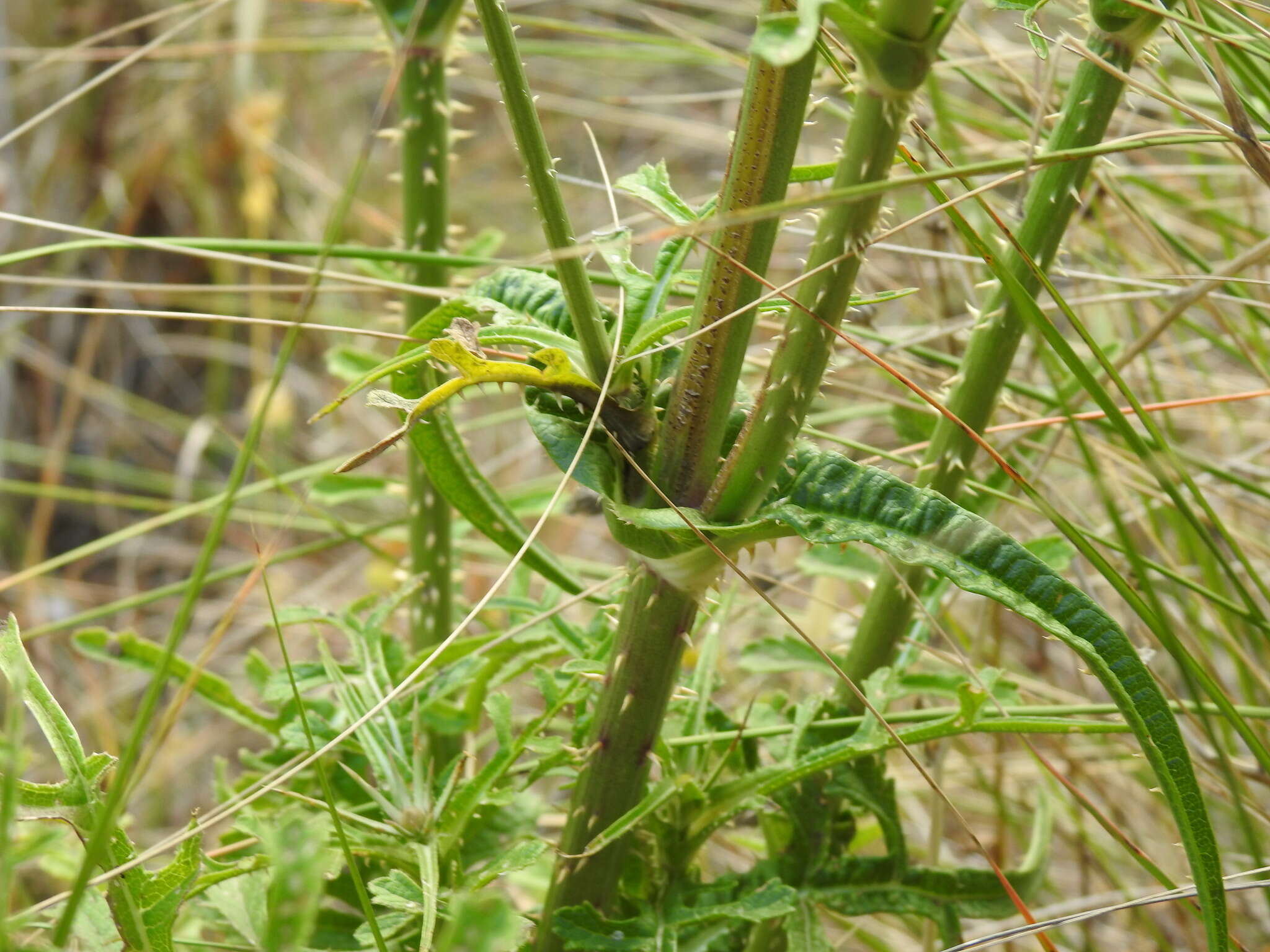 Image of Dipsacus comosus Hoffmanns. & Link