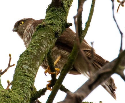 Image of Eurasian Sparrowhawk