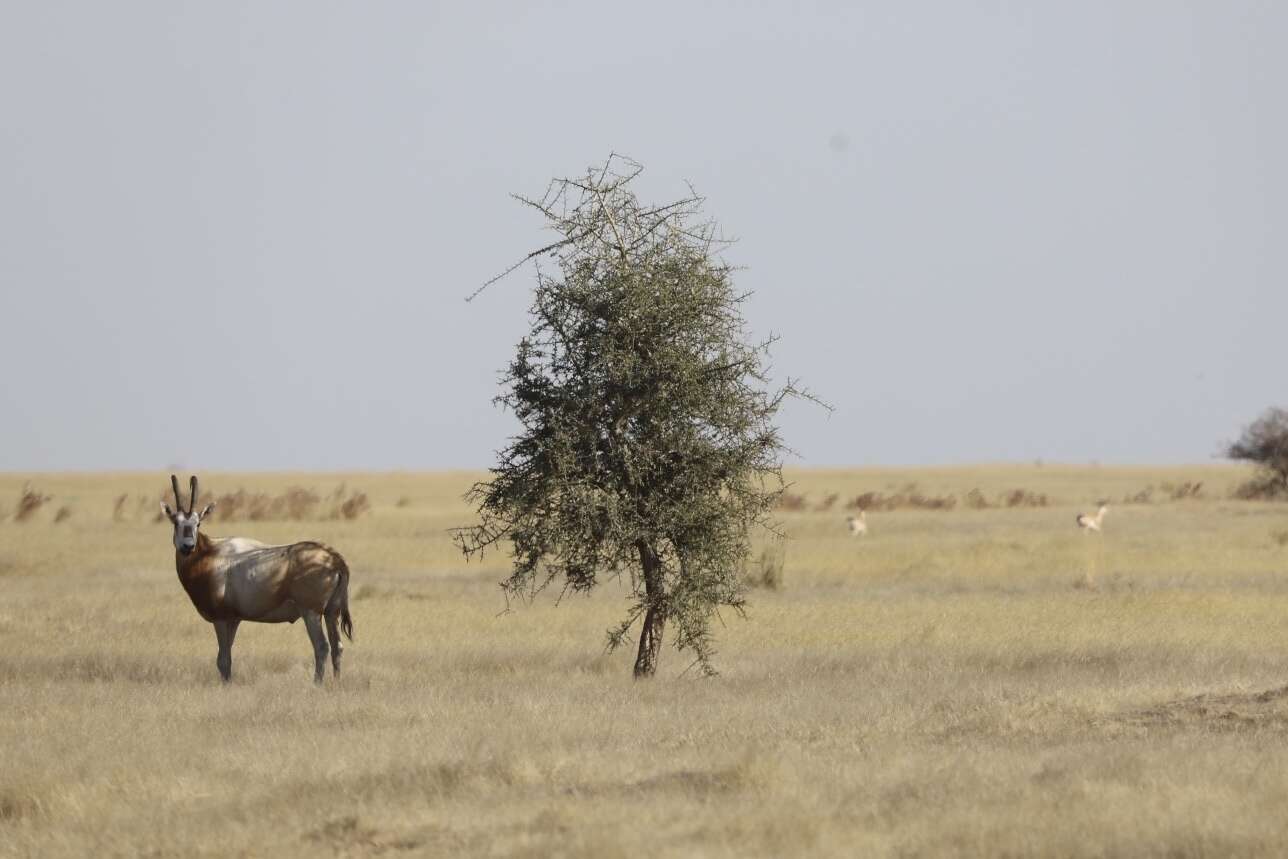 Image of Scimitar-horned Oryx