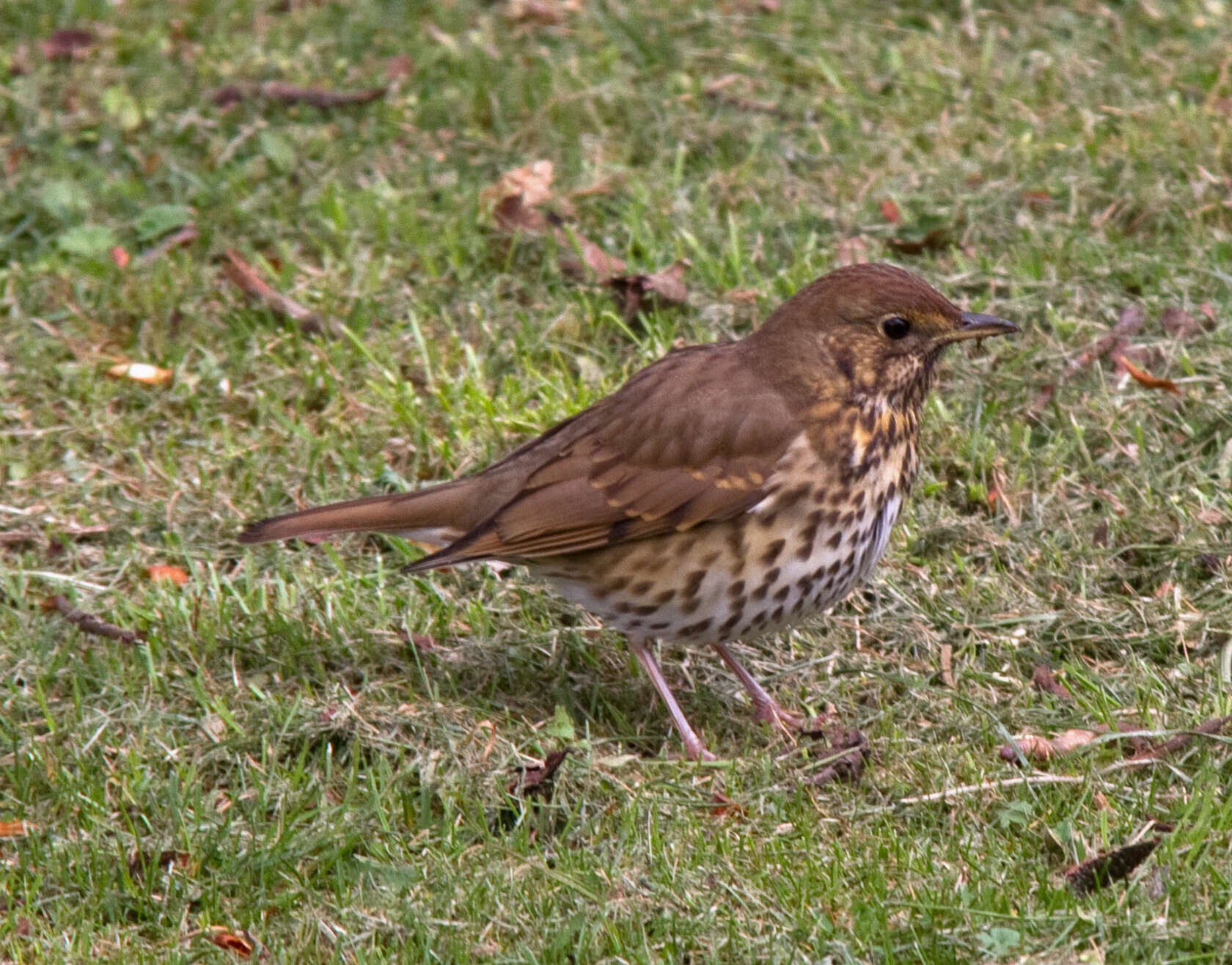 Image of Song Thrush