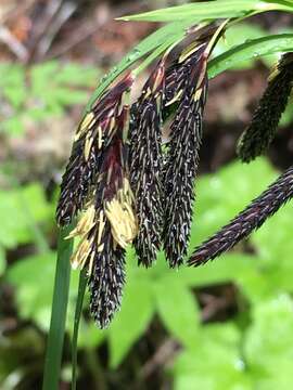 Imagem de Carex mertensii J. D. Prescott ex Bong.