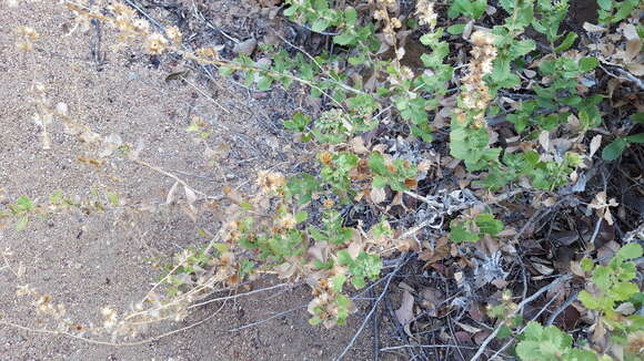 Image of sawtooth bristleweed