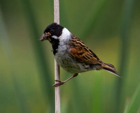 Image of Common Reed Bunting