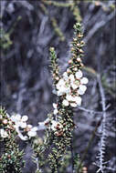 Sivun Leptospermum liversidgei R. T. Baker & H. G. Smith kuva