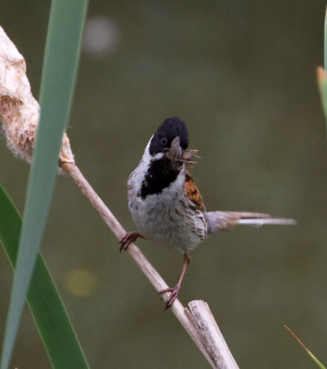 Image of Common Reed Bunting